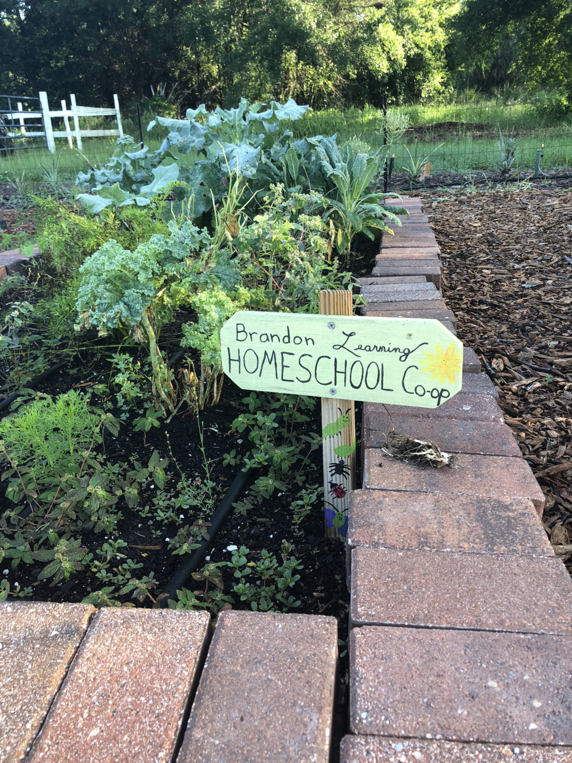 community, garden, community garden, plants, herbs, veggies, vegetables, seeds, gardening, kids, children, homeschool, coop, school, homeschooling, home education, education, unschool, unschooling, charity, volunteer, learn, learning, growing, planting