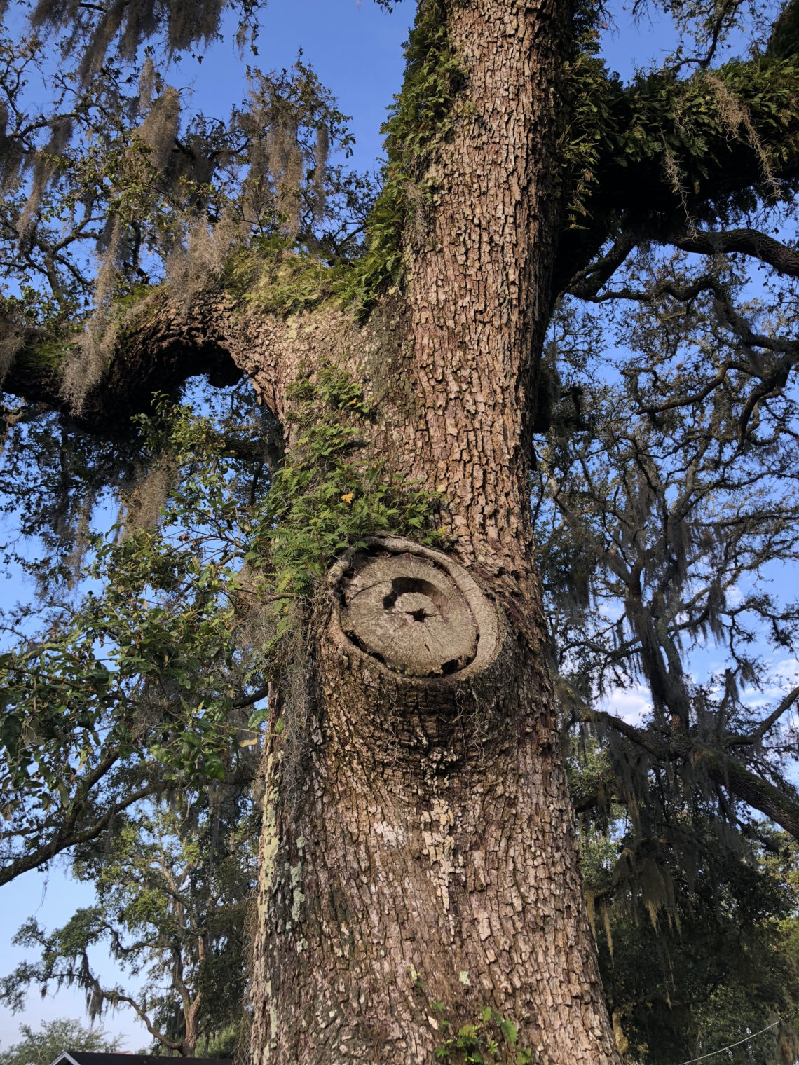 animals, tree, bats, home, moon, star, colony, nest, mammals, learn, learning, homeschool, home, school, education, home education, learn, learning, unschool, unschooling, nature, child, children, child-led learning, observing, observation