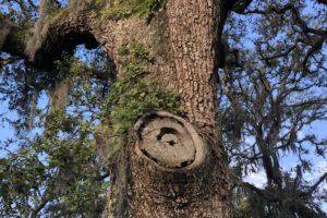 animals, tree, bats, home, moon, star, colony, nest, mammals, learn, learning, homeschool, home, school, education, home education, learn, learning, unschool, unschooling, nature, child, children, child-led learning, observing, observation
