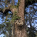 animals, tree, bats, home, moon, star, colony, nest, mammals, learn, learning, homeschool, home, school, education, home education, learn, learning, unschool, unschooling, nature, child, children, child-led learning, observing, observation
