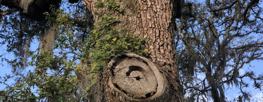 animals, tree, bats, home, moon, star, colony, nest, mammals, learn, learning, homeschool, home, school, education, home education, learn, learning, unschool, unschooling, nature, child, children, child-led learning, observing, observation