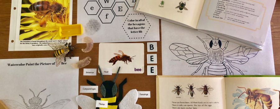 homeschool, school, nature, home education, education, educational, honeybee, bee, lesson, learn, learning, unit study, mini-lesson, felt, diagram, anatomy, animals, insects, books, vintage books, safari ltd, models, life cycle, printables, beehive, books, vintage books, learning resources, resource, painting, packet,