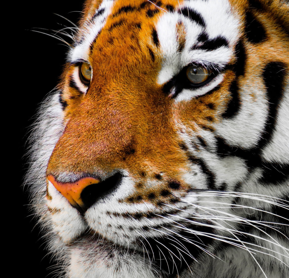 tiger, endangered, world, globe, global, tiger day, day, international, holiday, save, help, learn, learning, unit study, animals, world animals, protect