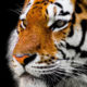 Global Tiger Day