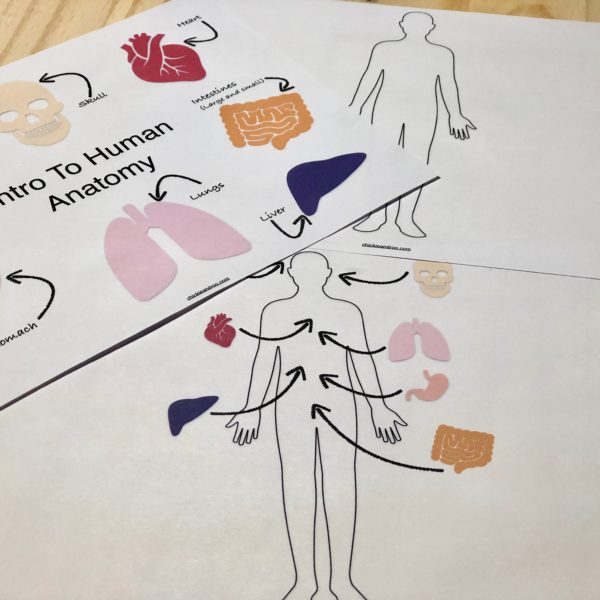 Intro To Human Anatomy (Elementary)
