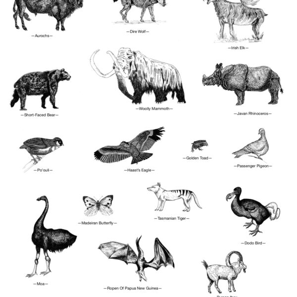 Extinct Animals Collection Poster