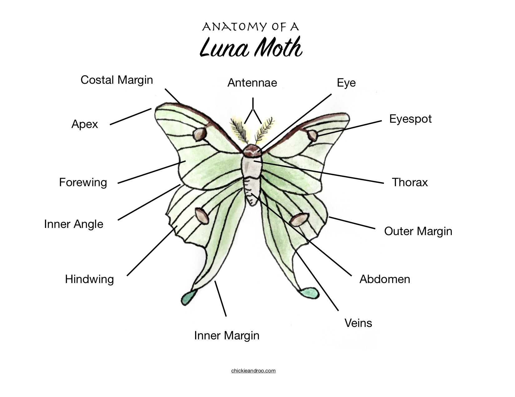 Luna Moth Anatomy Poster - Chickie & Roo Homeschool