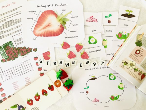 Strawberry Mini Unit Study