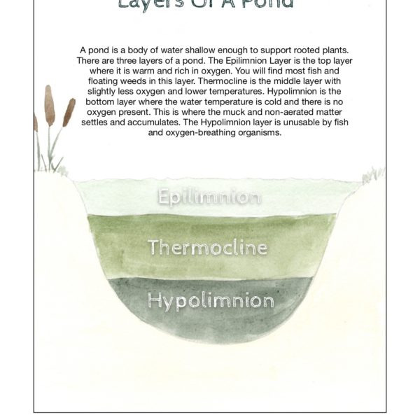 Layers Of A Pond-Nature Poster