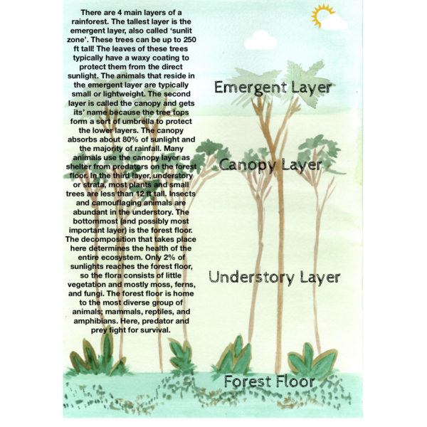 Layers Of A Rainforest-Nature Poster