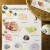 Snail Collection - Image 2