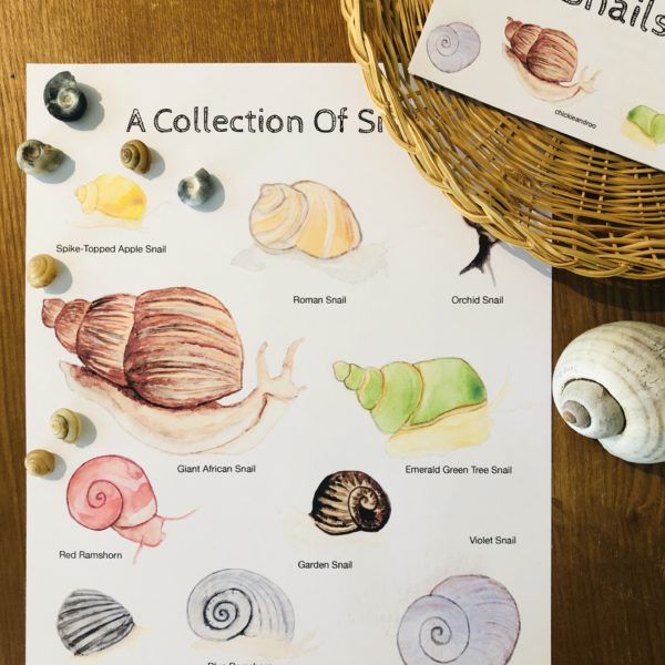 Snail Collection