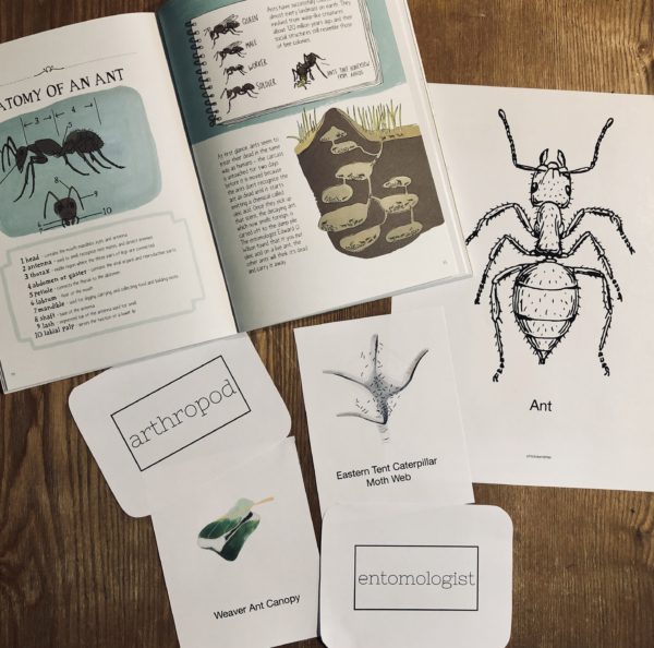 Prep Pack: Insects
