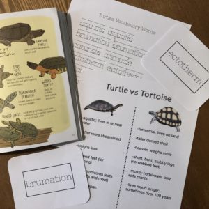 Prep Pack: Turtles