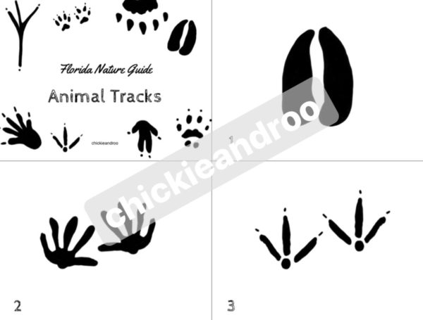 Florida Nature Guide - Image 4