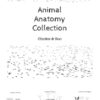 Animal Anatomy Coloring Collection - Image 2