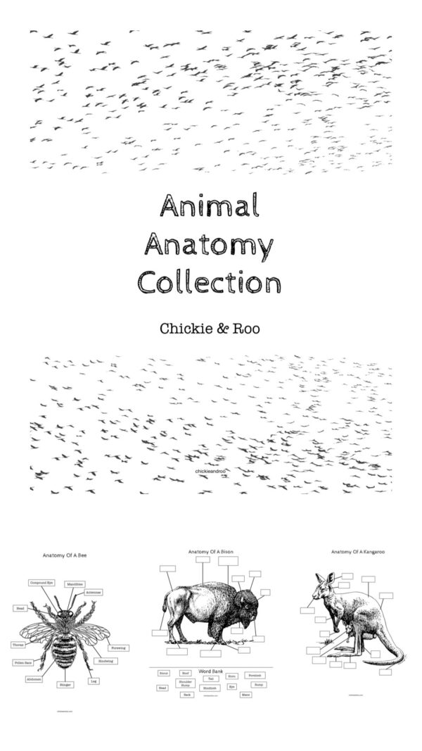 Animal Anatomy Coloring Collection - Image 2