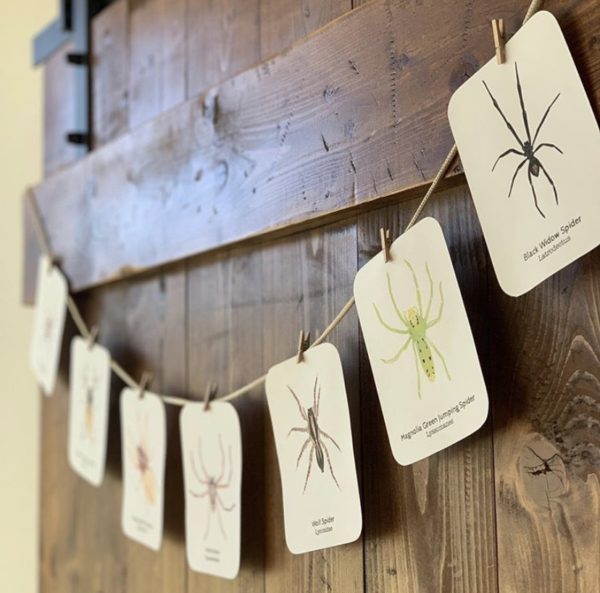 Prep Pack: Spiders - Image 2