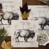 Animal Anatomy Coloring Collection