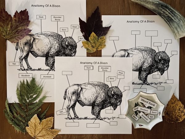 Animal Anatomy Coloring Collection