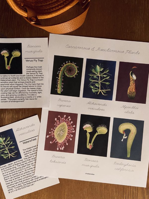 Carnivorous & Insectivorous Plants - Image 2