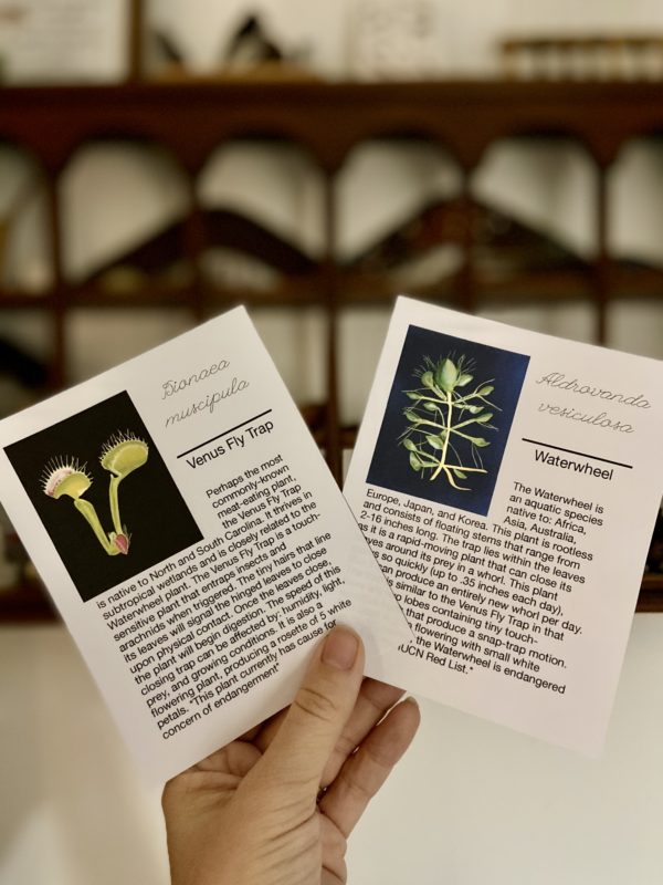 Carnivorous & Insectivorous Plants