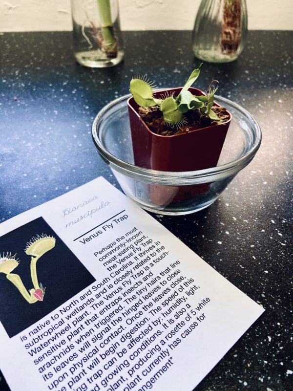 Carnivorous & Insectivorous Plants - Image 3