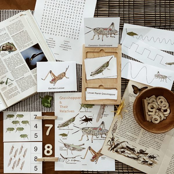 Prep Pack: Hopping Along (Grasshoppers)