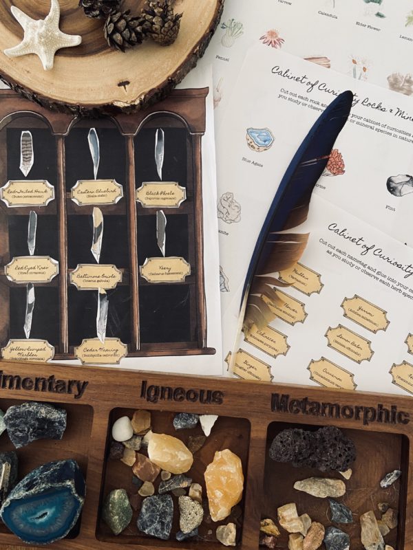 Cabinet of Curiosities Collection