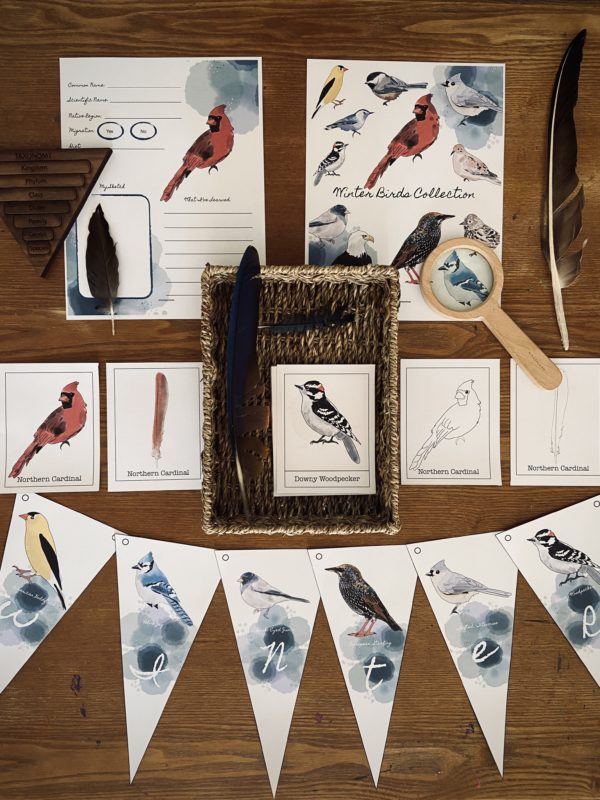 Winter Birds Collection