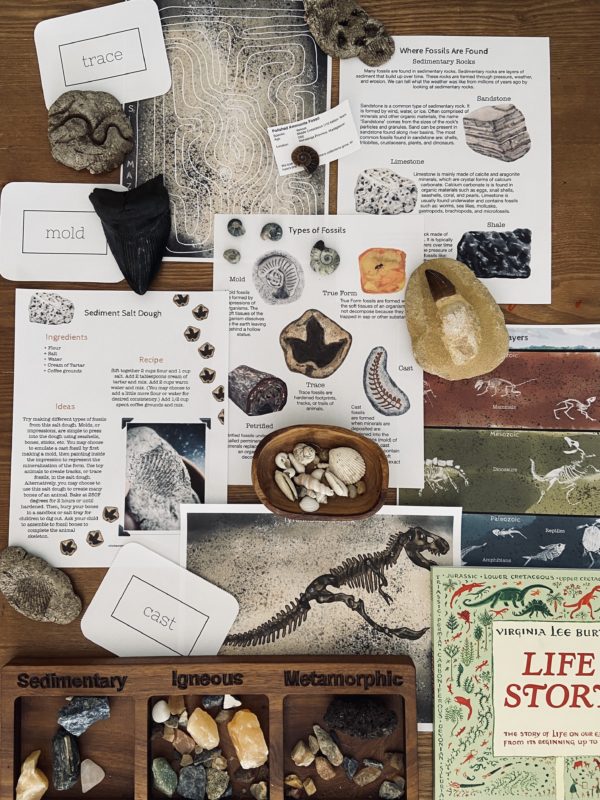 Prep Pack: Fossils