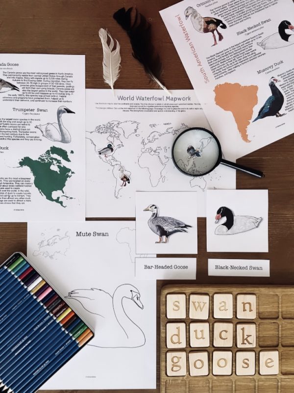 Prep Pack: World Waterfowl