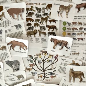 World Wild Cats Prep Pack