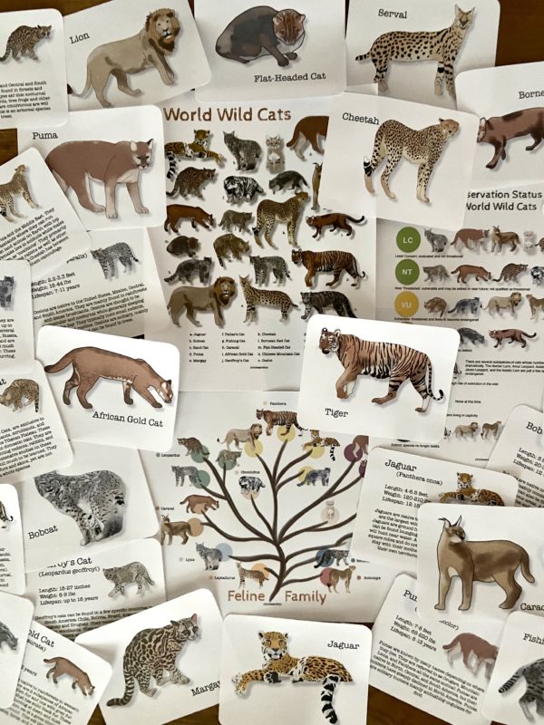 World Wild Cats Prep Pack
