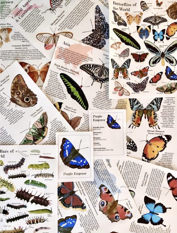 Butterflies of the World-FULL GUIDE