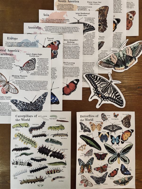 Butterflies of the World-FULL GUIDE - Image 2