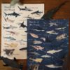 Prep Pack: Sharks of the World - Image 3