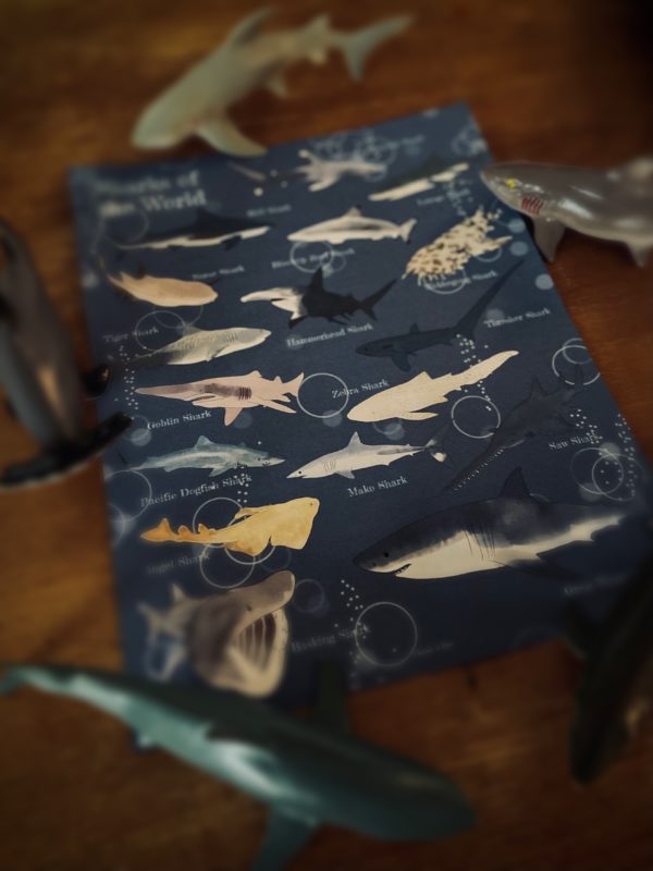 Prep Pack: Sharks of the World - Image 2