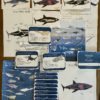 Prep Pack: Sharks of the World