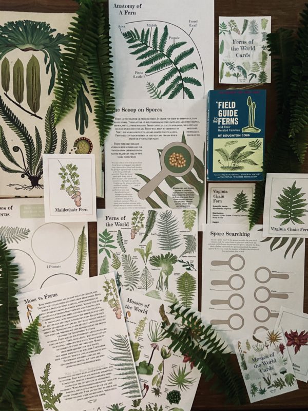 Prep Pack: Ferns & Mosses of the World