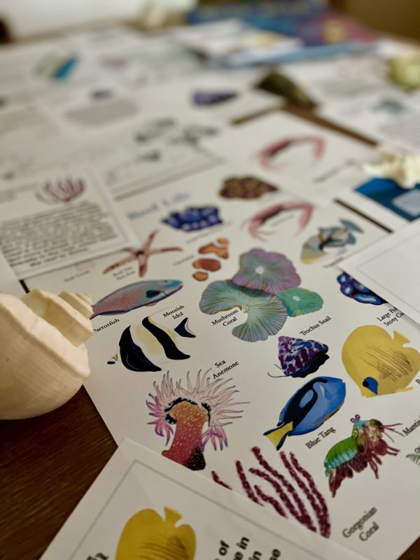 Prep Pack: Coral Reefs - Image 5