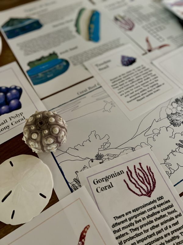 Prep Pack: Coral Reefs - Image 3