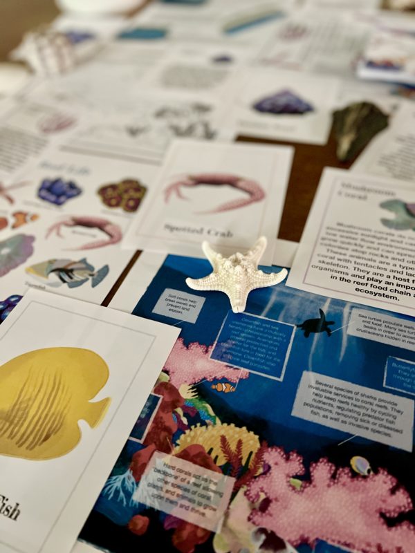 Prep Pack: Coral Reefs - Image 2