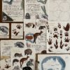 Prep Pack: Marsupials of the World - Image 3