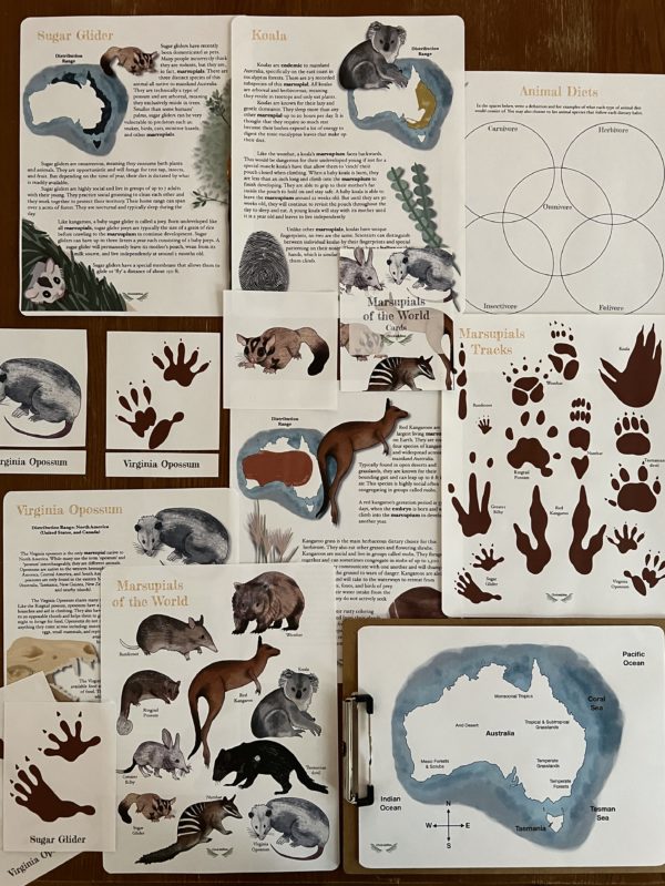 Prep Pack: Marsupials of the World - Image 3