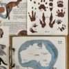Prep Pack: Marsupials of the World