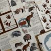 Prep Pack: Marsupials of the World - Image 2