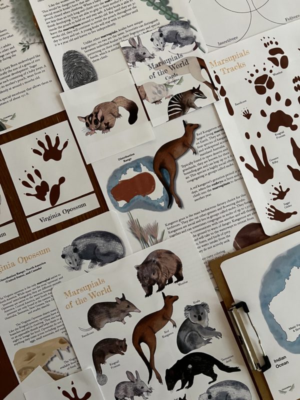 Prep Pack: Marsupials of the World - Image 2