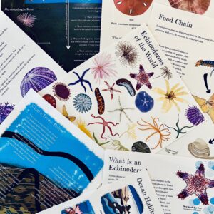 Prep Pack: Echinoderms