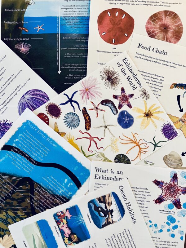 Prep Pack: Echinoderms